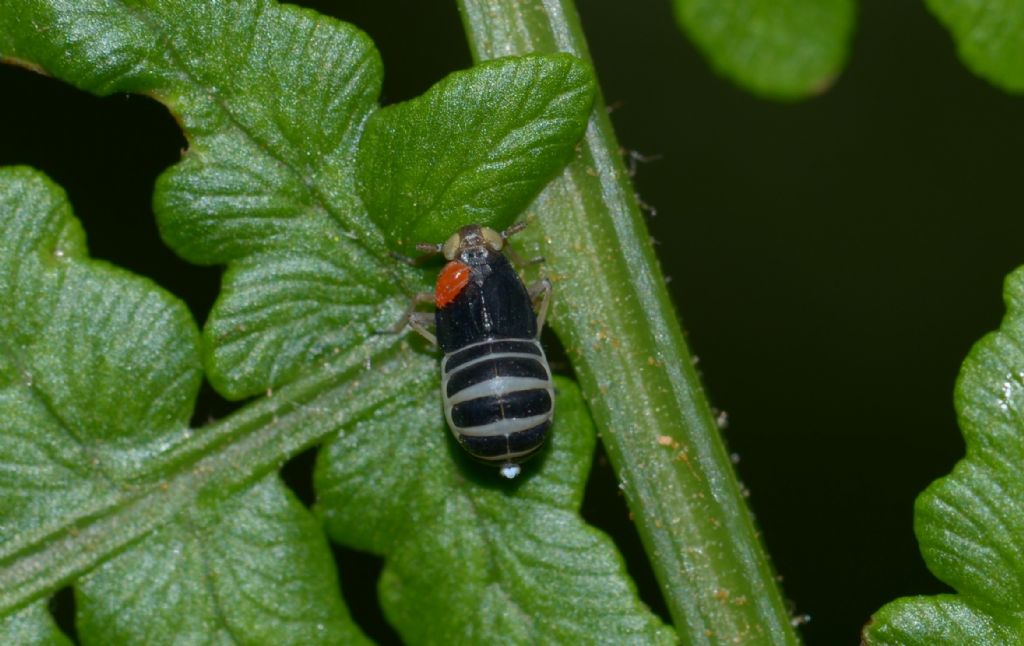 Ninfa?  No, femmina adulta di Ditropis pteridis (Delphacidae)